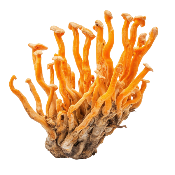 Cordyceps