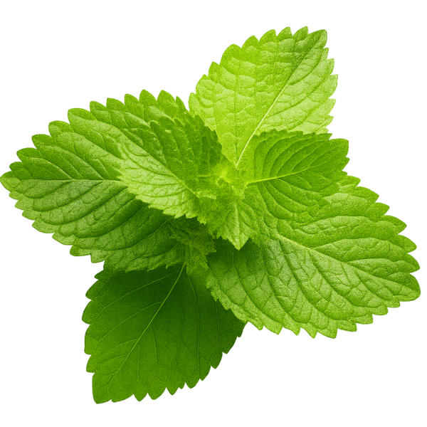 Lemon Balm