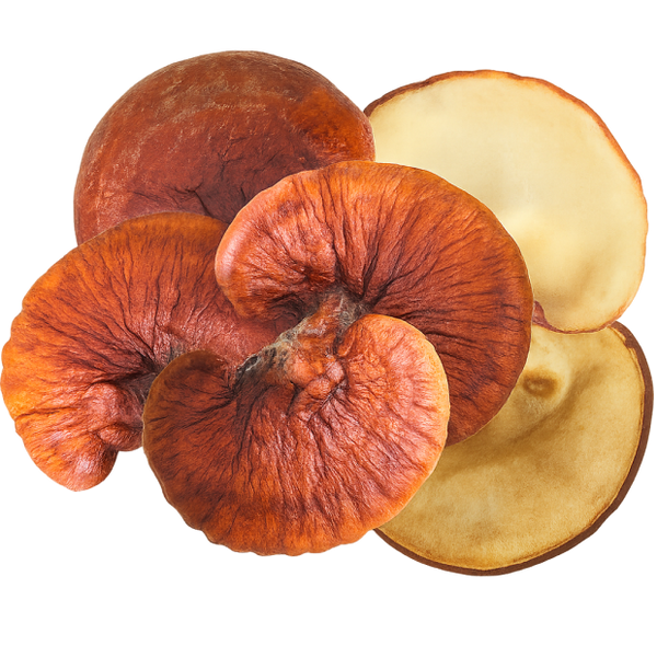 Reishi Mushroom