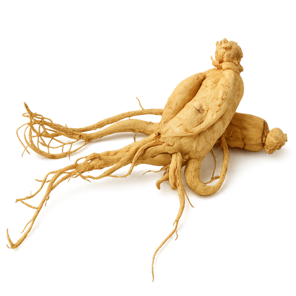 Panax Ginseng