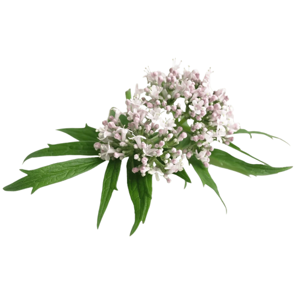 Valerian Root